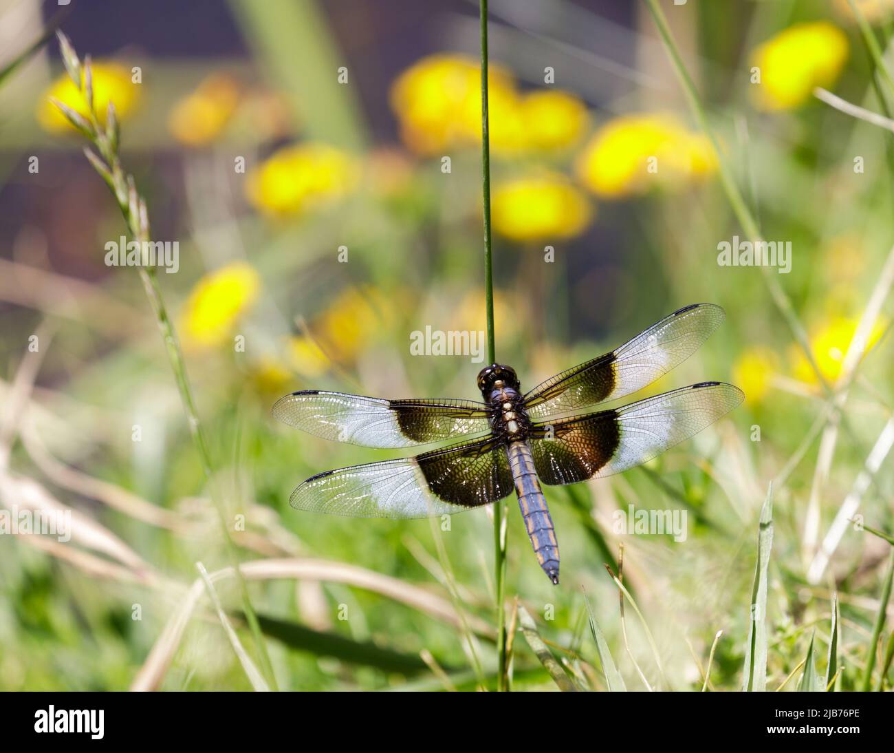 Vedova Skimmer maschio. Foothills Park, Contea di Santa Clara, California, Stati Uniti. Foto Stock