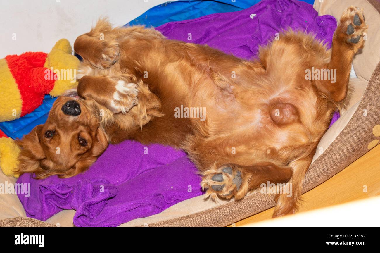 Carino cucciolo dieci mesi vecchio inglese Cocker Spaniel che rimane,  rotolare, posare, sdraiato nel suo letto in una stanza Foto stock - Alamy