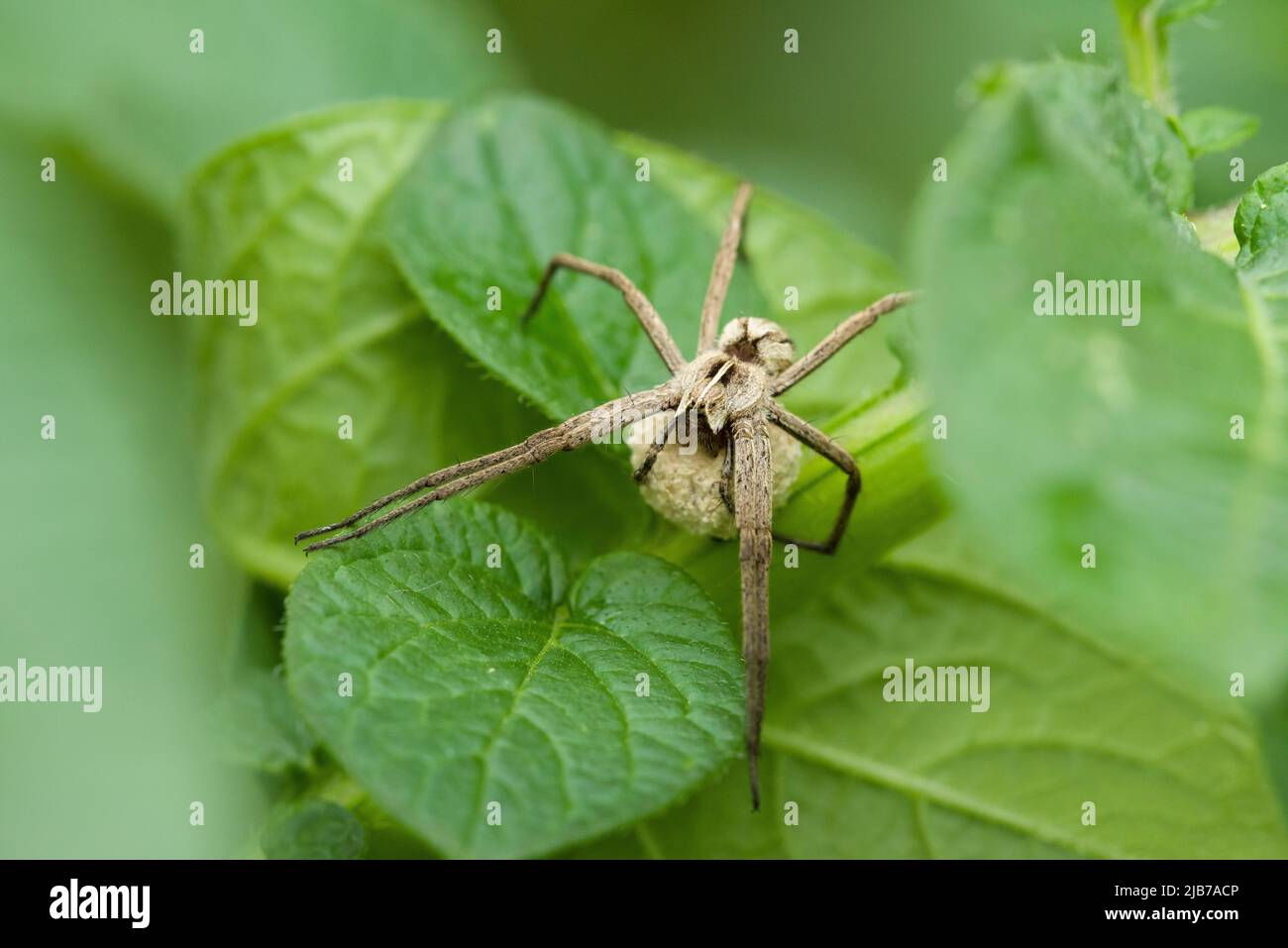 Una femmina Nursery Web Spider (Pisaura mirabilis) che tiene il suo sacco di uova sulle foglie di una pianta di patate in un giardino nel Regno Unito. Foto Stock