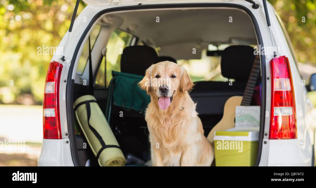 Happy Golden Retriever cane seduto all'interno del bagagliaio aperto nel parcheggio Foto Stock