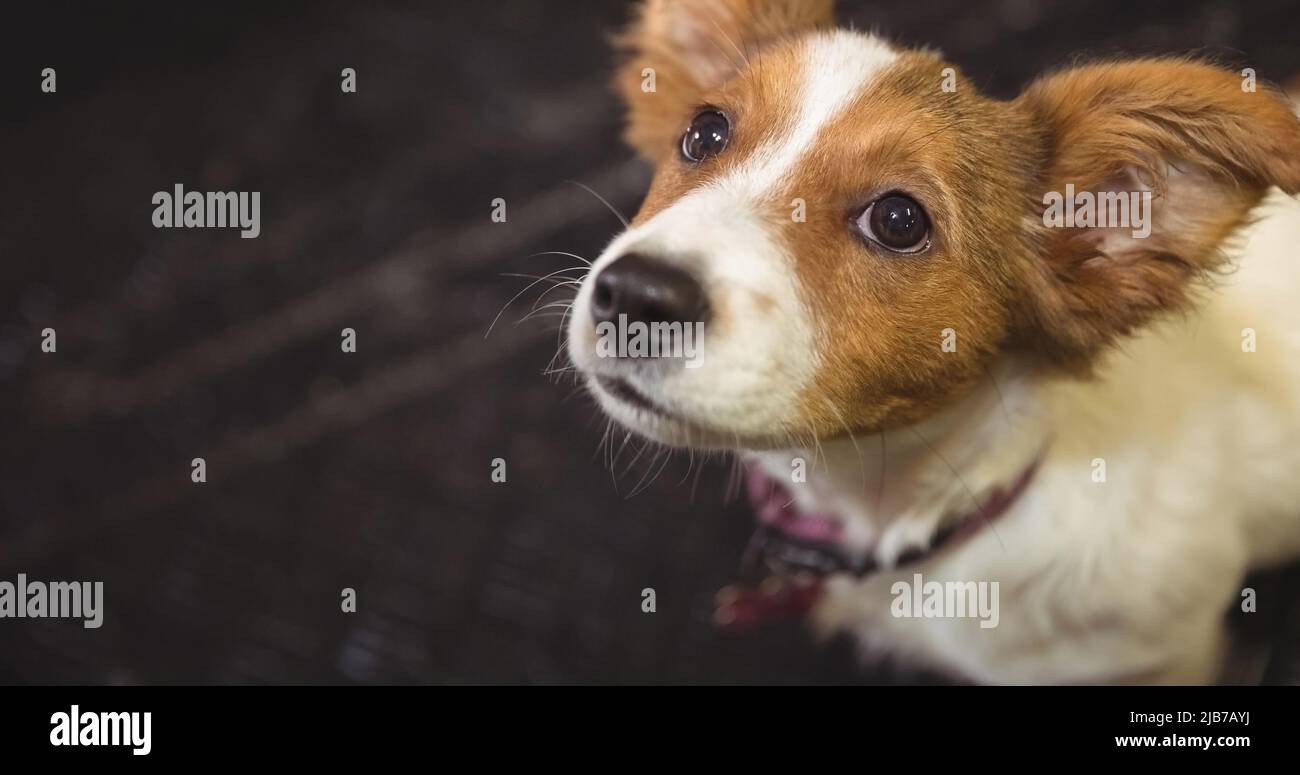 Primo piano di un piccolo cane marrone e bianco che guarda fino alla macchina fotografica Foto Stock