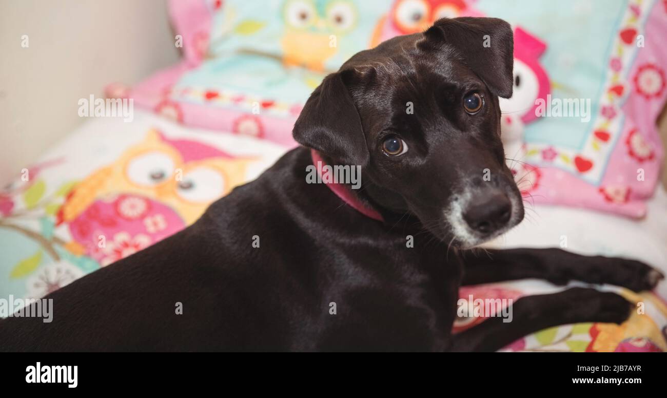 Primo piano di un piccolo cane nero e bianco che si trova sul letto guardando la macchina fotografica Foto Stock