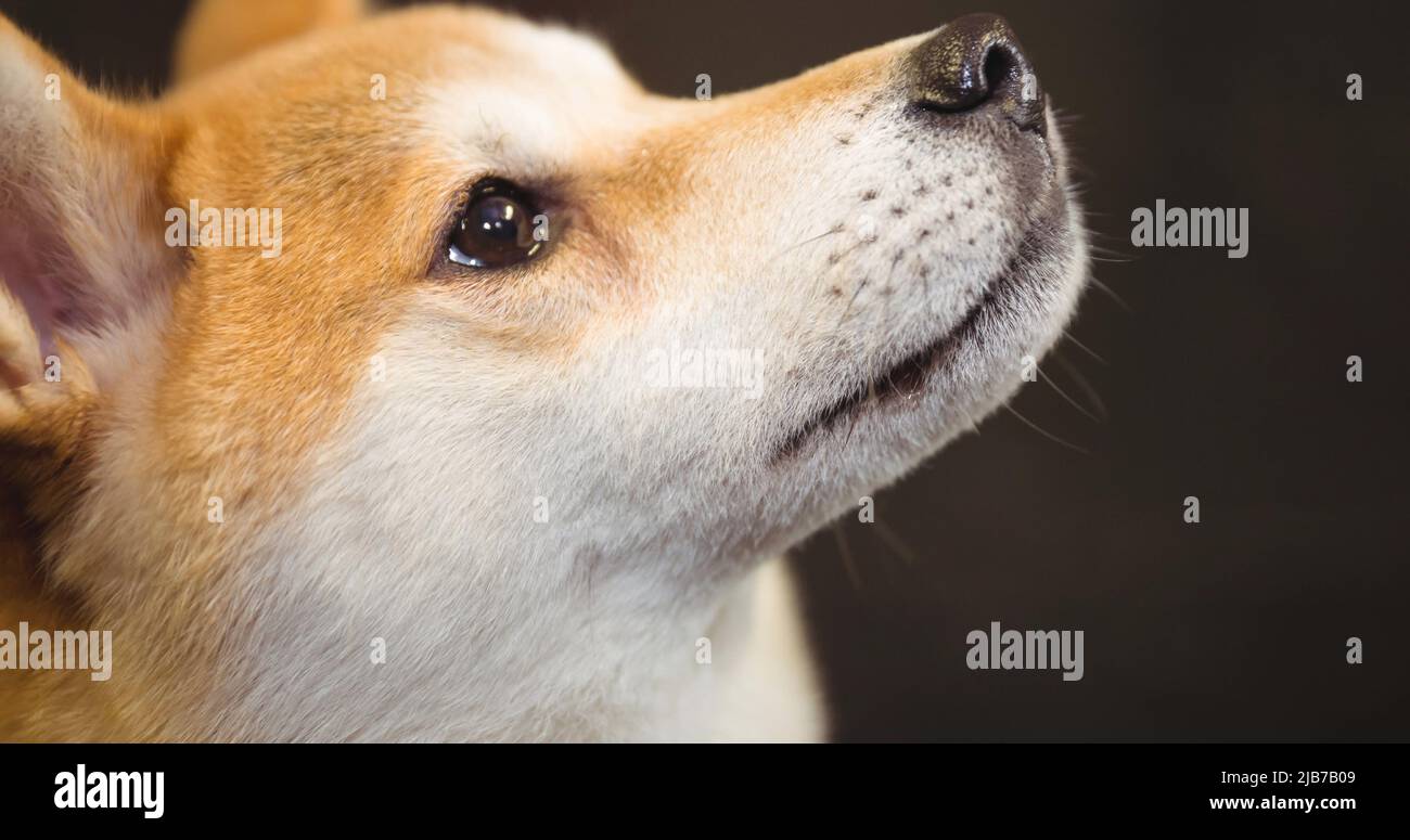 Primo piano di un piccolo cane marrone e bianco che guarda in alto, su sfondo nero Foto Stock