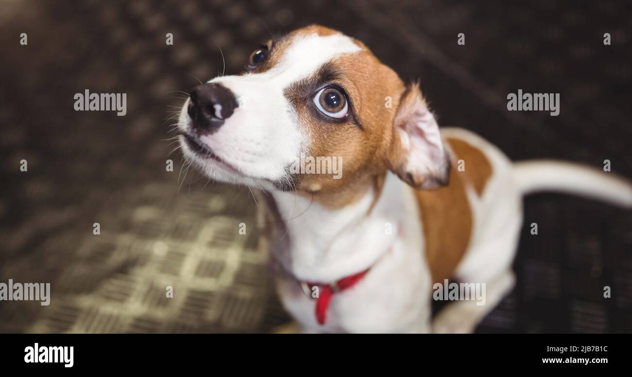 Primo piano di piccolo cane marrone e bianco in collare rosso guardando verso l'alto Foto Stock