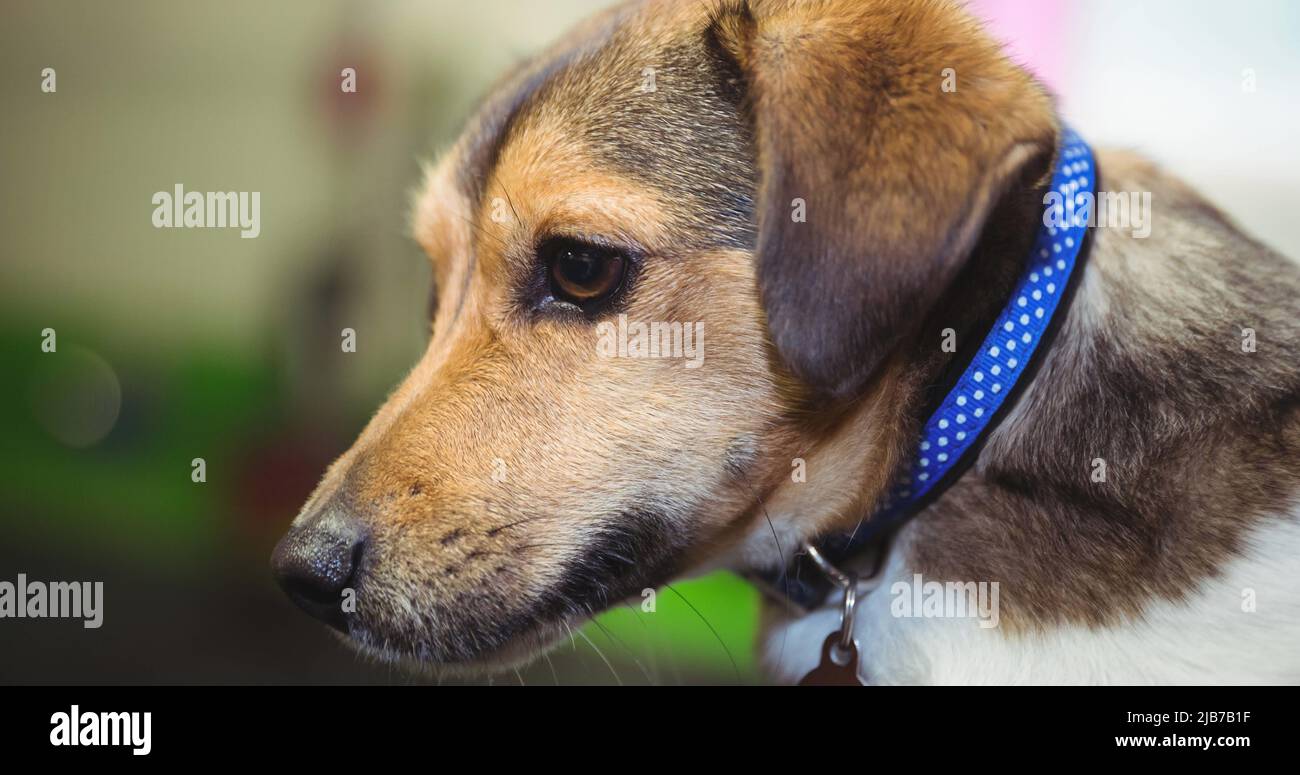 Primo piano di piccolo cane marrone e bianco in colletto blu Foto Stock