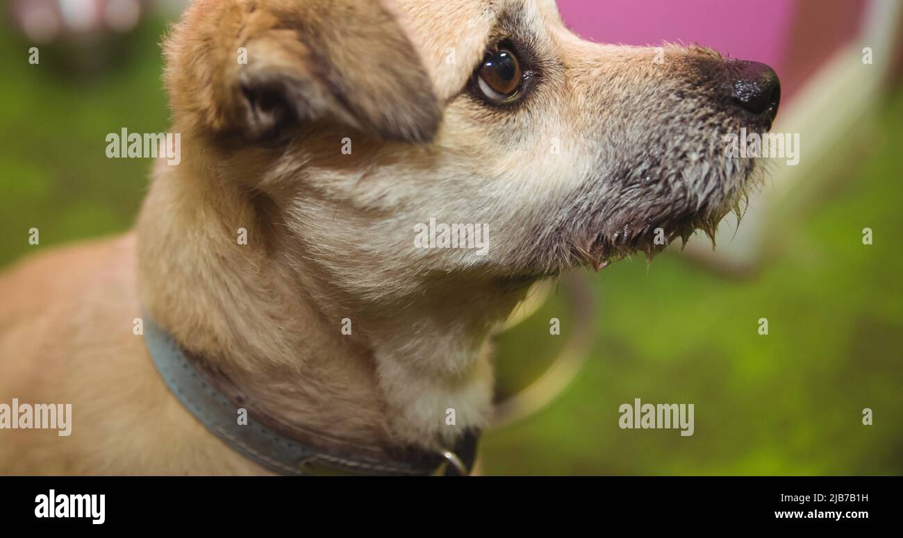 Primo piano di un piccolo cane marrone pallido che guarda su con occhi marroni Foto Stock
