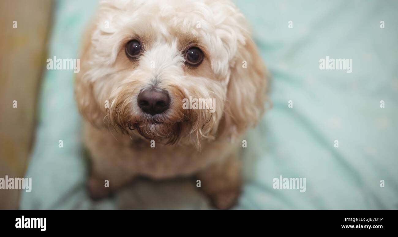 Primo piano di un piccolo cane bianco che guarda fino a macchina fotografica con occhi marroni Foto Stock