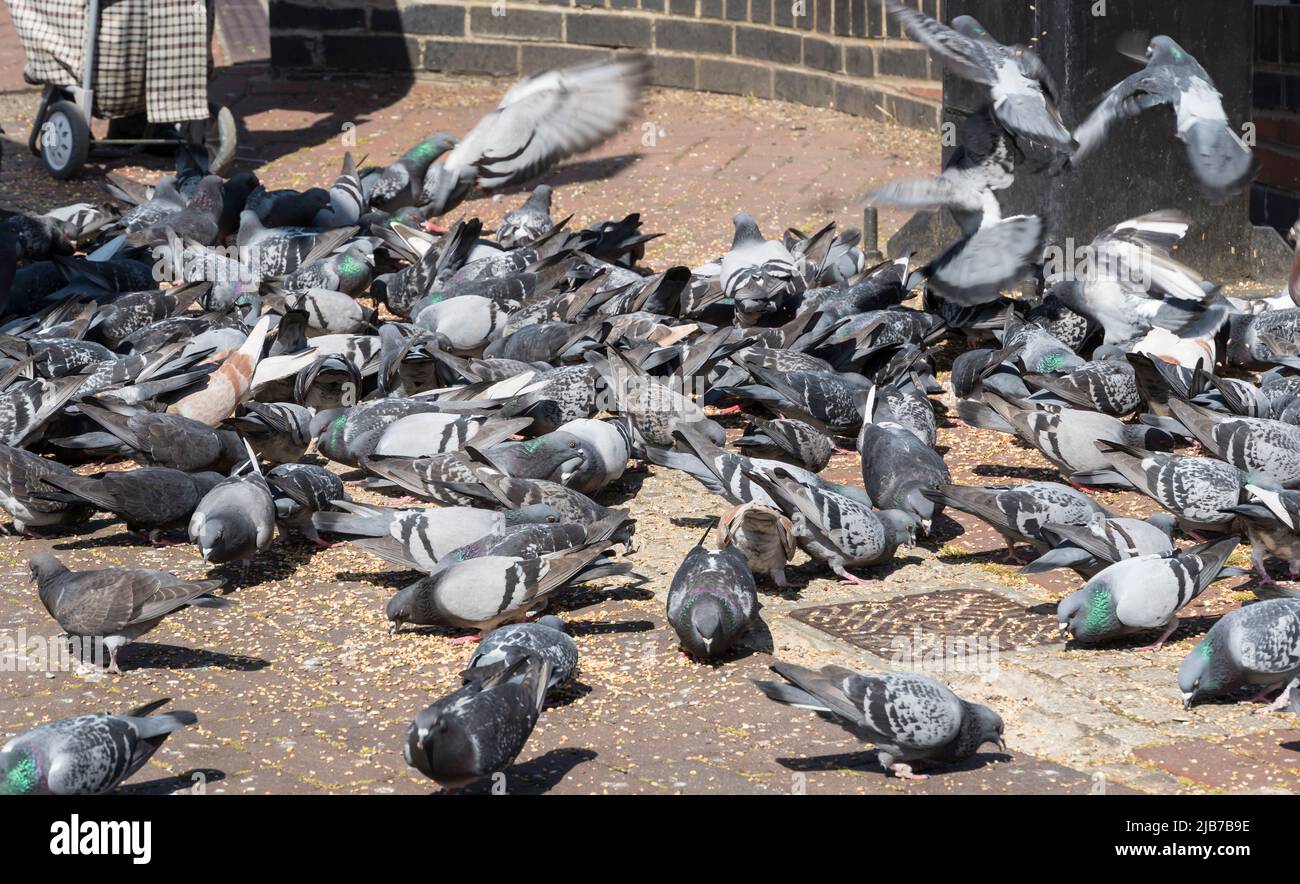 Gregge piccioni selvatici mangiare mais Lincoln città 2022 Foto Stock