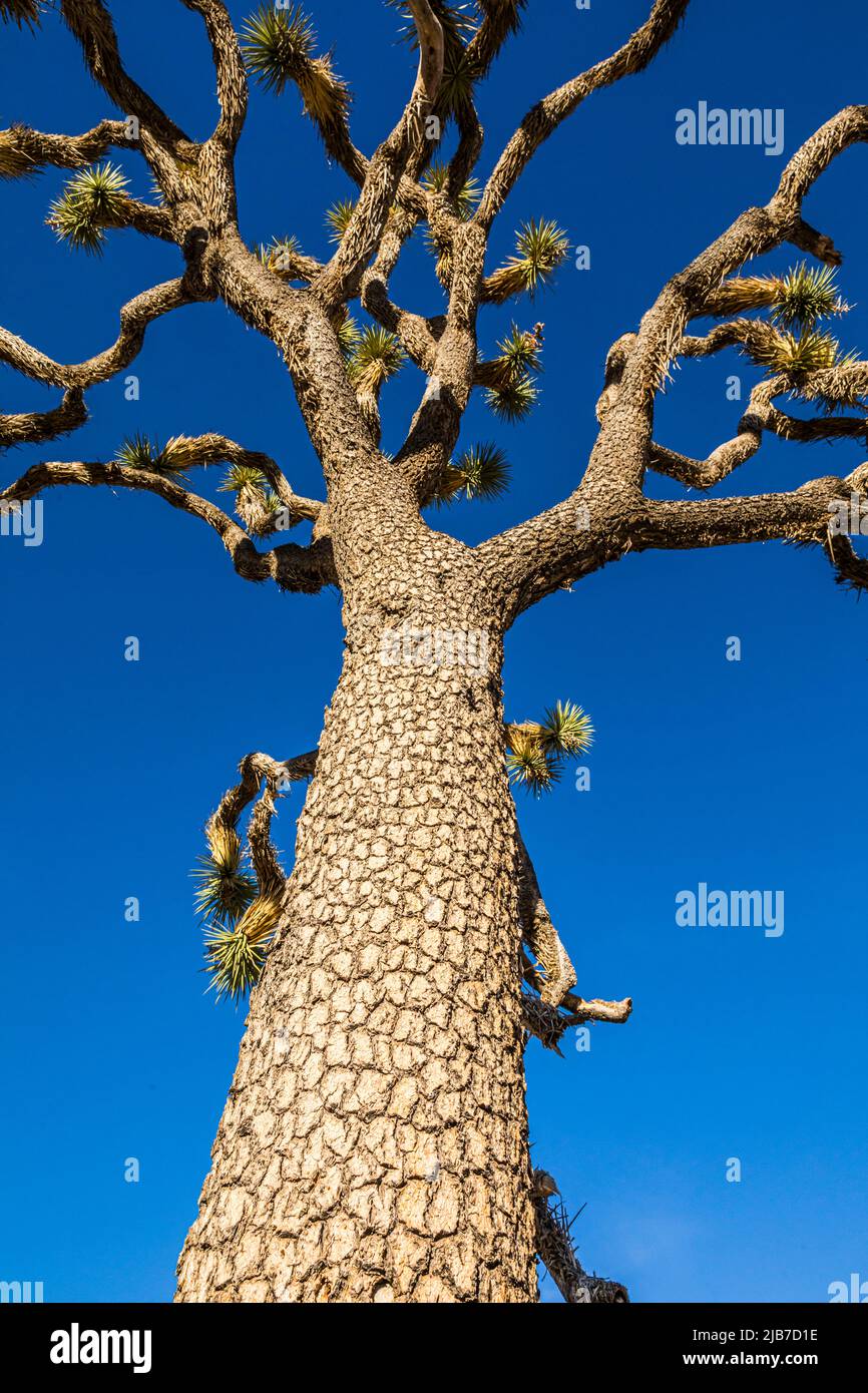 Guardando su un albero di Giosuè con cielo blu dietro. Foto Stock