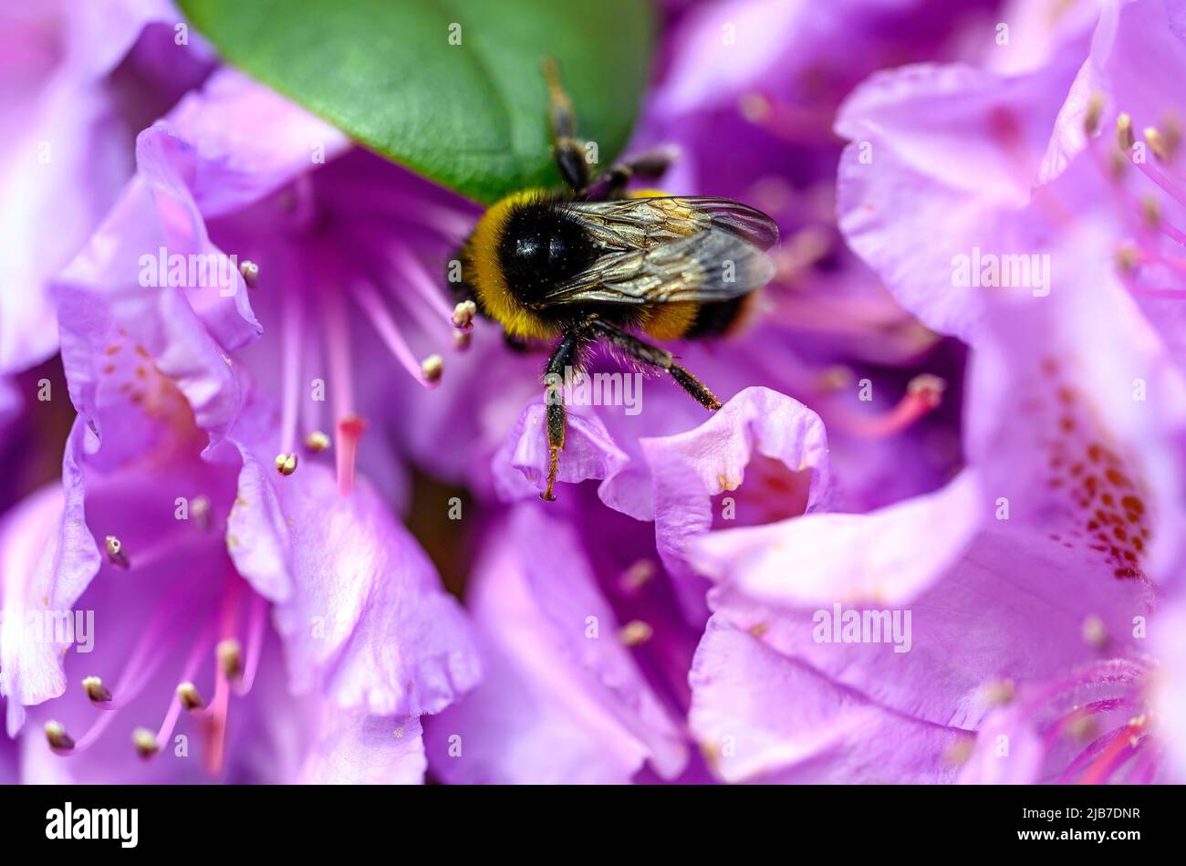 Un bumblebee impollinando un fiore rosa. L'ape ha polline sulla schiena e le gambe mentre cammina sul fiore. Foto Stock