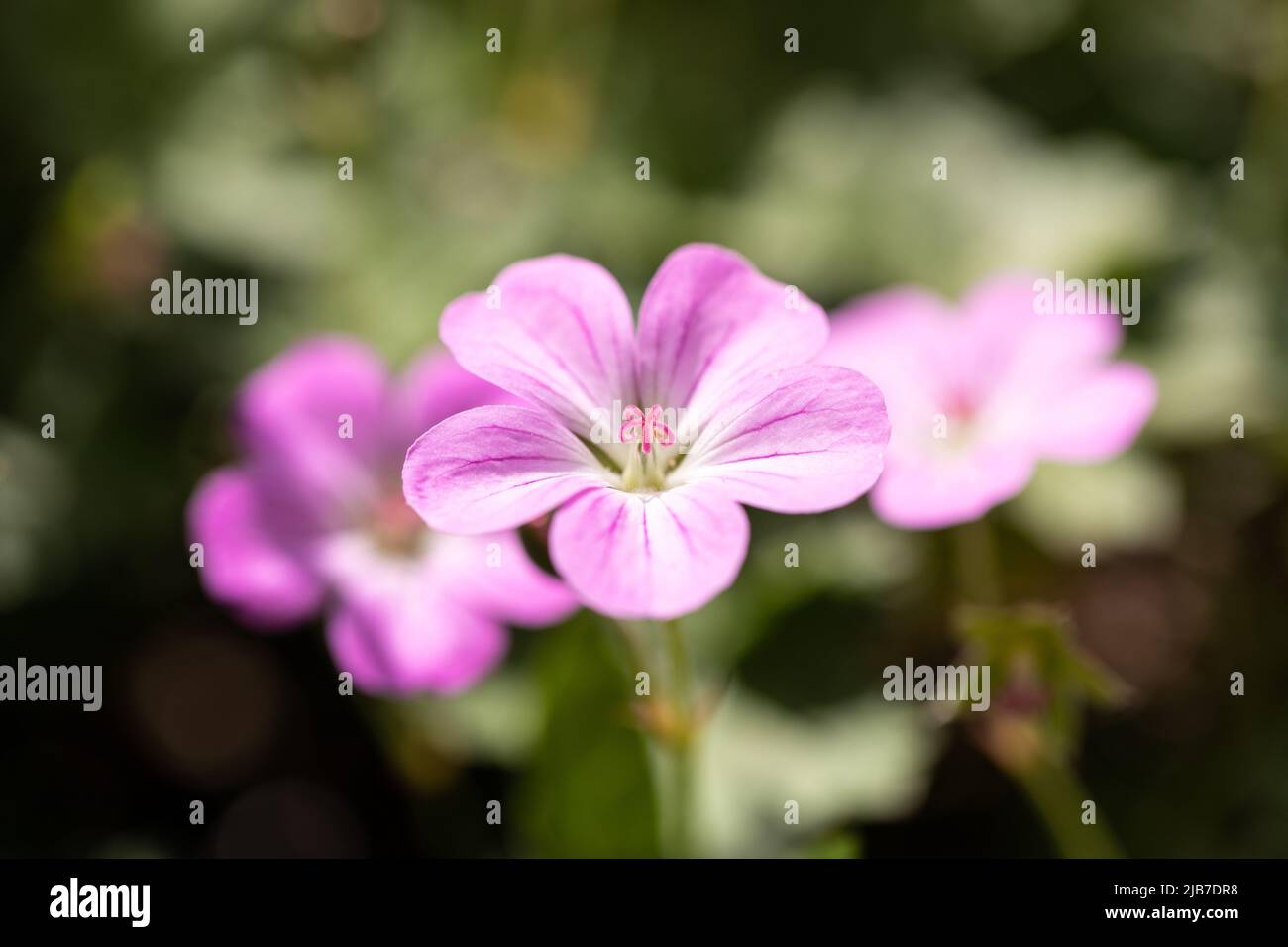 Geranio 'mavis Simpson' fiore rosa closeup all'inizio di giugno, Inghilterra, Regno Unito Foto Stock