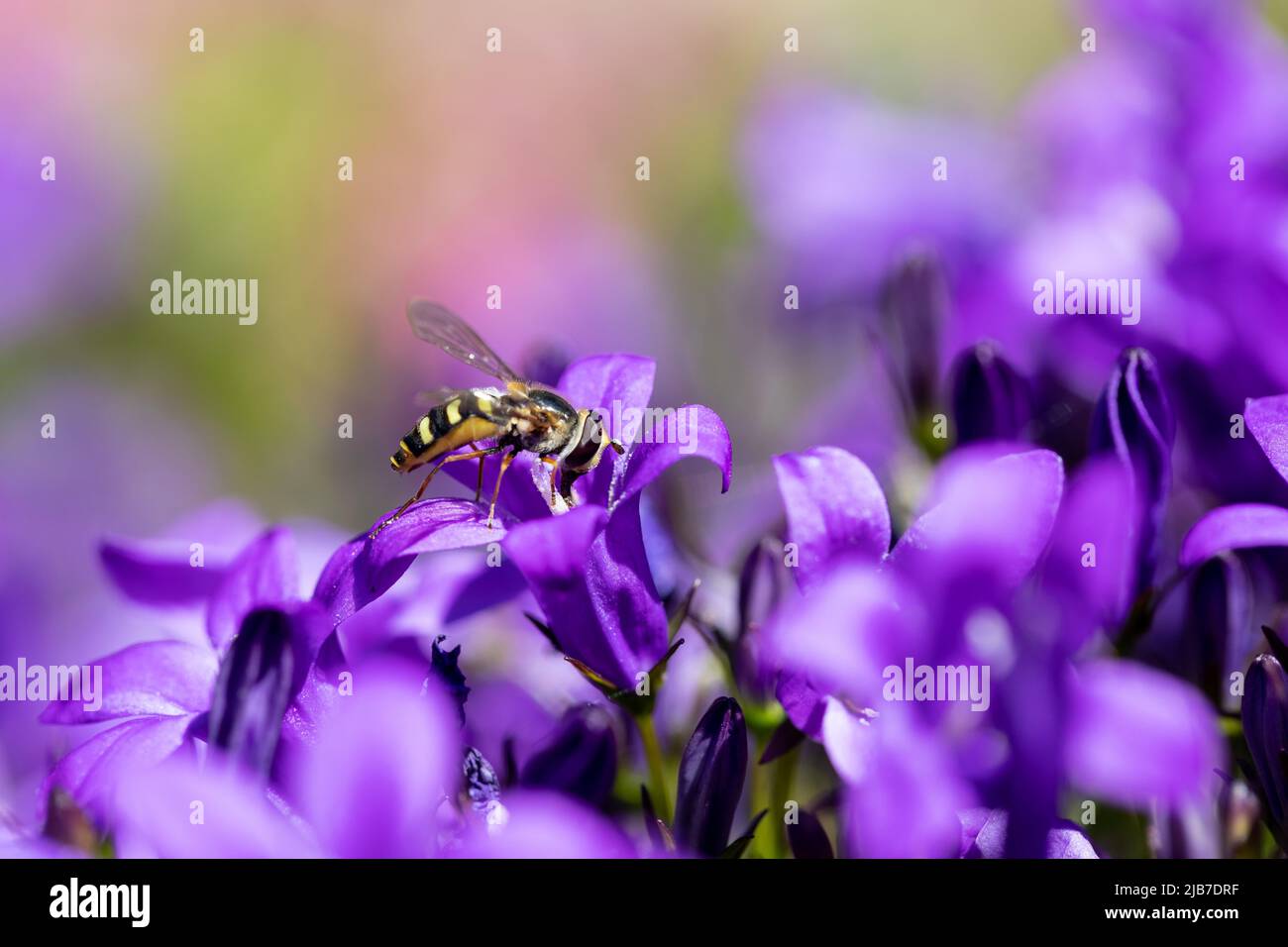 L'alimentazione di hoverfly inglese sui fiori viola del campanello Foto Stock
