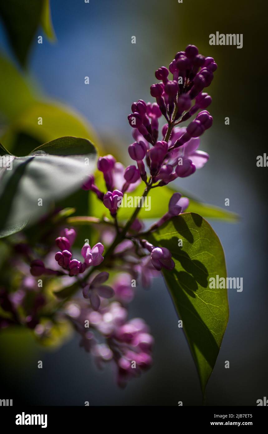 Un Lilac in primavera con ombra e luce, Massachusetts, Stati Uniti Foto Stock