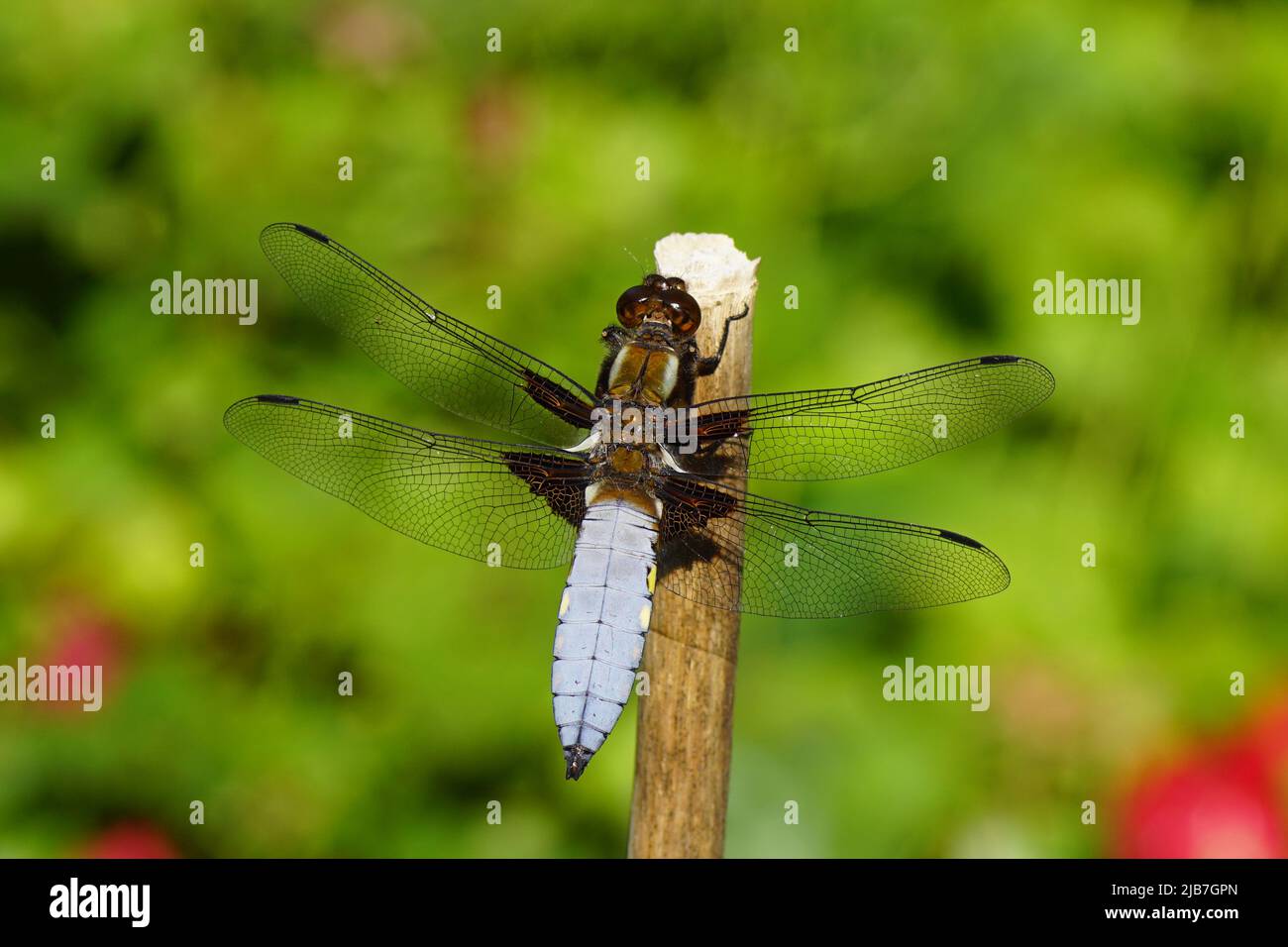 Libellula depressia maschile, il chaser di corpo largo o il darter di corpo largo della famiglia Libellulidae. Su un bastone, sbiadito piante di rosa sullo sfondo Foto Stock