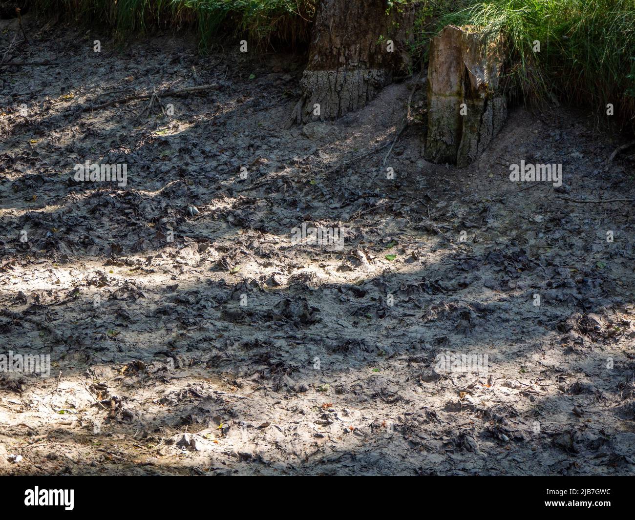 Immagine del cambiamento climatico di un serbatoio con un ramo di albero secco. Concetto di siccità Foto Stock