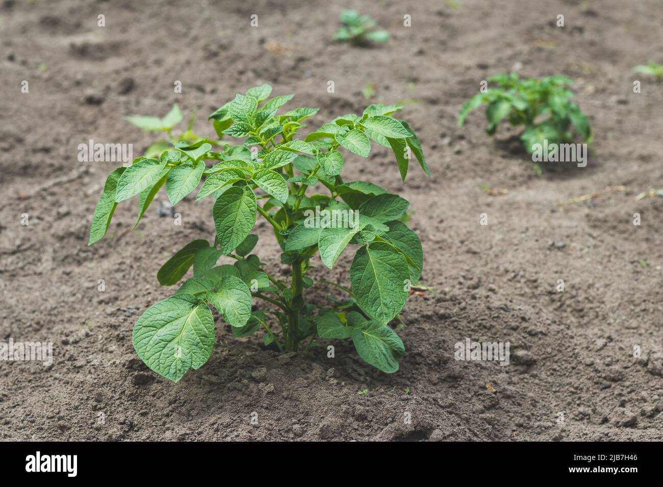 Pianta di patata giovane che cresce sul suolo. La macchia di patate nel  giardino biologico. Fasi di raccolto di patate pianta. Concetto di  agricoltura e agricoltura Foto stock - Alamy