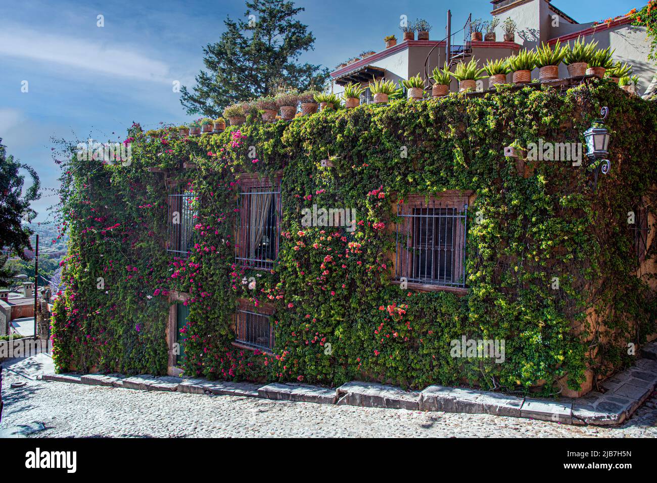 Una casa nella città di San Miguel de Allende, coperta di edera e viti. Foto Stock