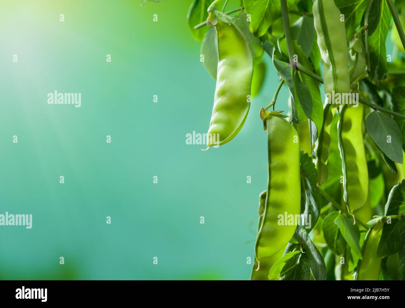 Primo piano piselli. Vista di una pianta di piselli fresca all'alba in un giardino di piselli. Settore di produzione vegetale biologico. Foto Stock