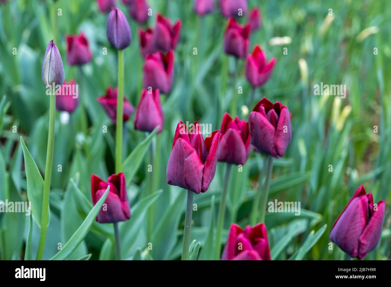 Un'abbondanza di fiori di tulipano in un letto di fiori. Tulipani rosso scuro con petali frangiati. Foto Stock