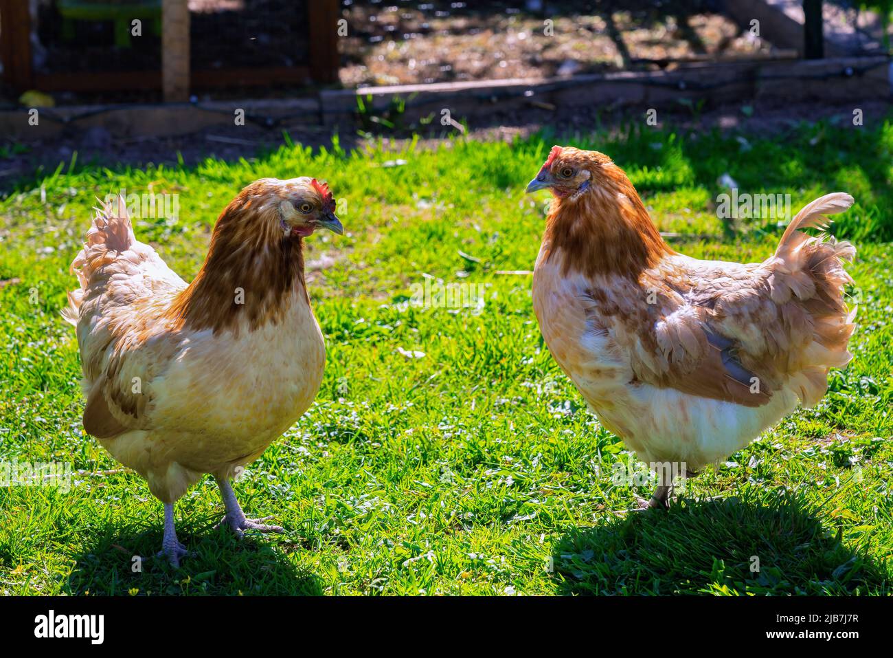 Due galline marrone chiaro si trovano l'una accanto all'altra, foto ravvicinata nel giardino verde nel cortile Foto Stock