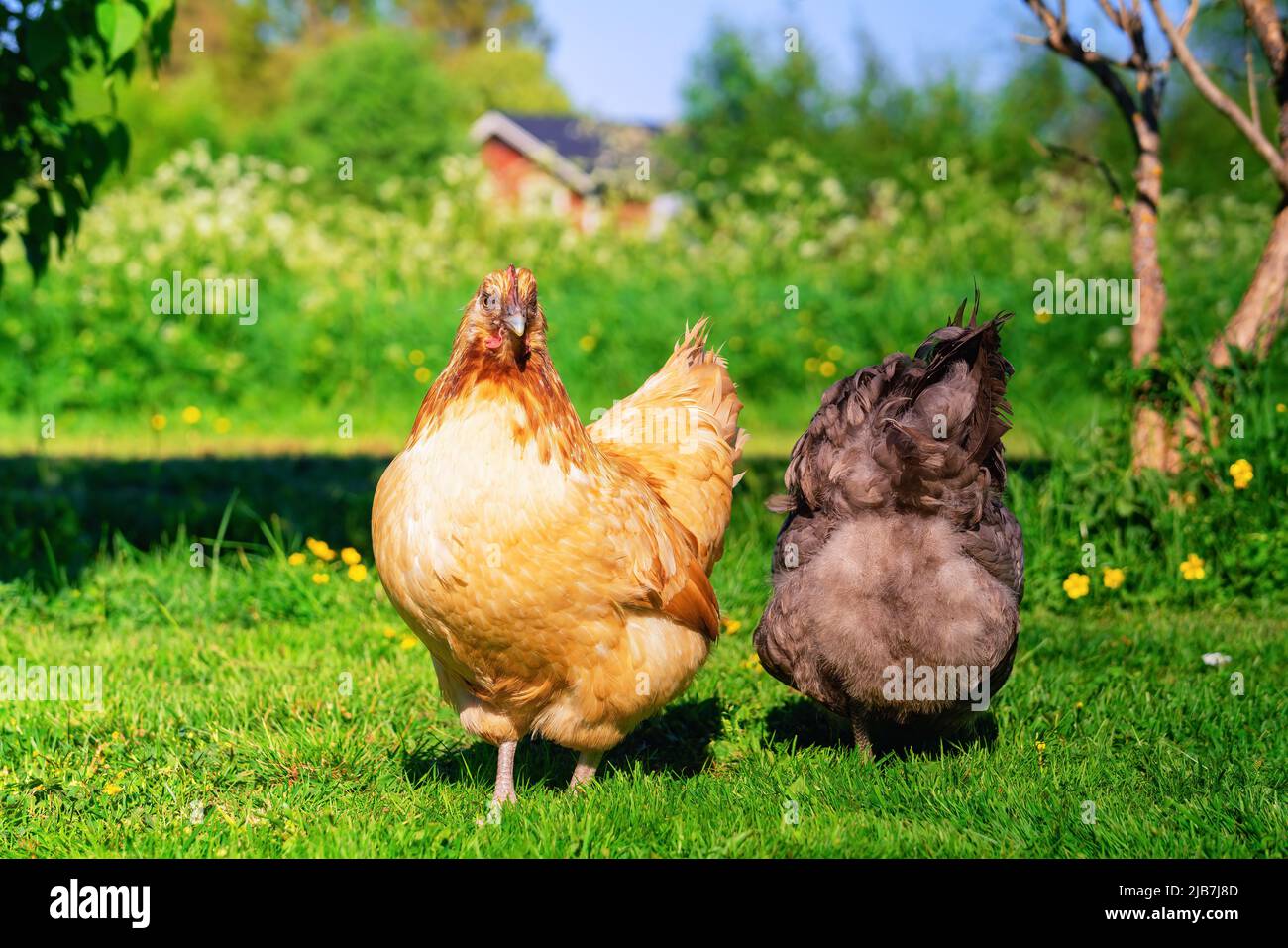 Due galline marrone rosso chiaro in giardino verde nel cortile, una è raccolta erba e girato con la fotocamera Foto Stock