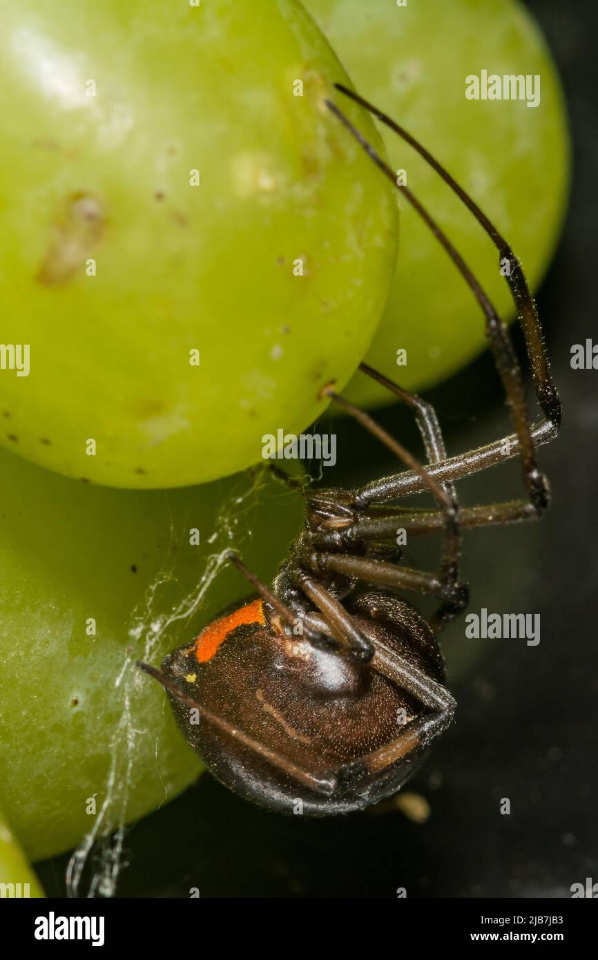 Black Widow Spider nascosto in uve dal supermercato Foto Stock