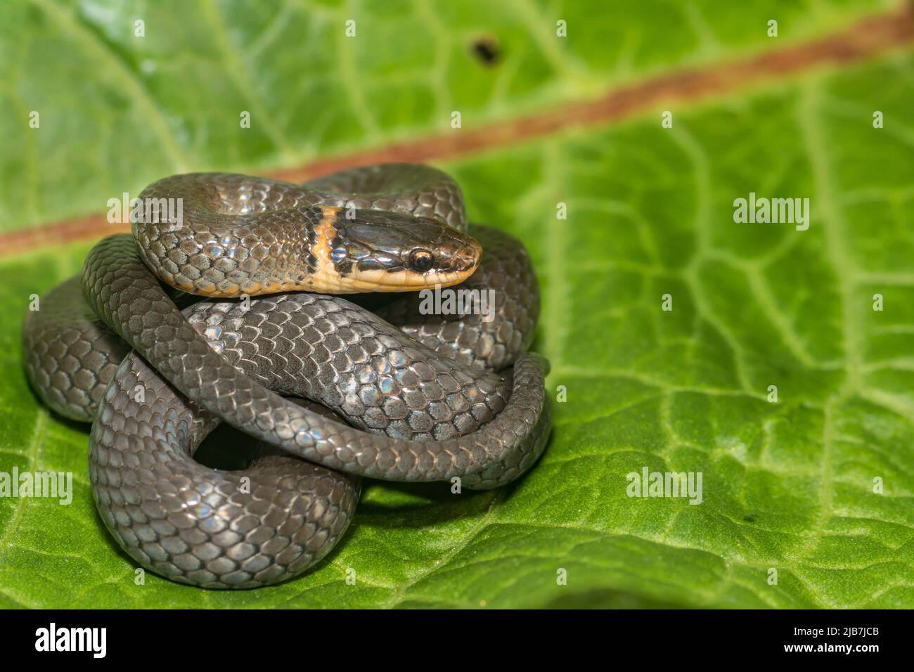 Northern Ringneck Snake - Diadophis punctatus edwardsii Foto Stock