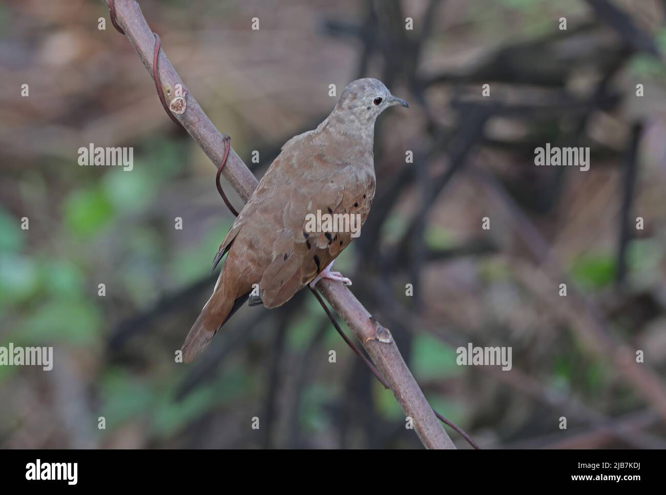 Ruddy terra-colomba (Columbina talpacoti rufipennis) adulto arroccato sul ramo Osa Peninsula, Costa Rica Marzo Foto Stock