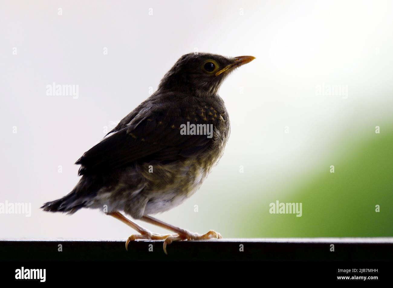 3 giugno 2022: 03 giugno 2022. Giugno 03, 2022. Turdus Nugenis o Paraulata Candle-Eyes, è fondamentalmente caratterizzato dal suo anello contrastante giallo-arancio e dal suo becco leggermente pallido. Abita foreste aperte ed è comune vederlo mangiare in alberi così come a terra. La sua canzone assomiglia al moscio di un gatto.Photo: Juan Carlos Hernandez (Credit Image: © Juan Carlos Hernandez/ZUMA Press Wire) Foto Stock