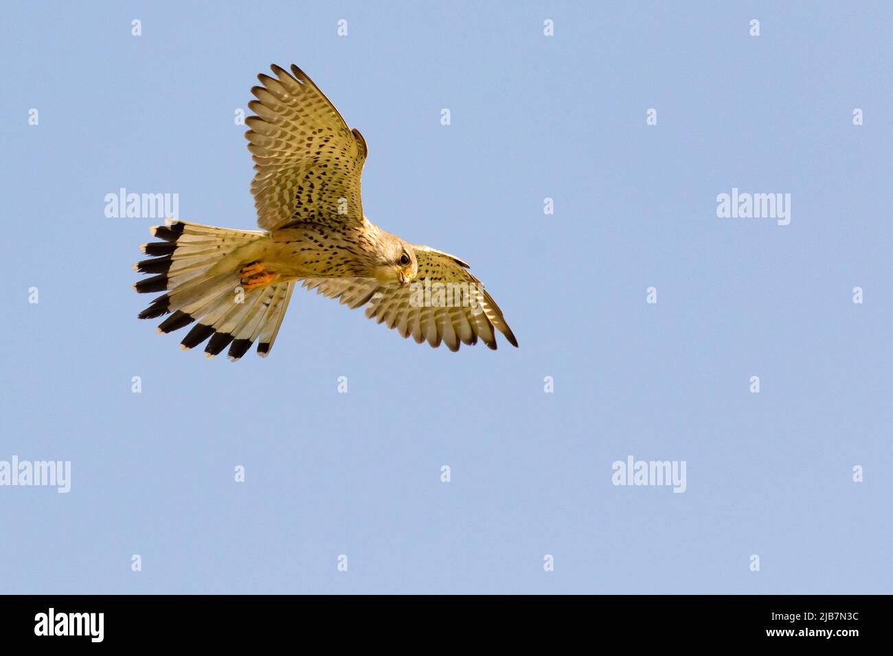 Adulto femmina comune kestrel Falco tinnunculus hovering contro un cielo blu Foto Stock