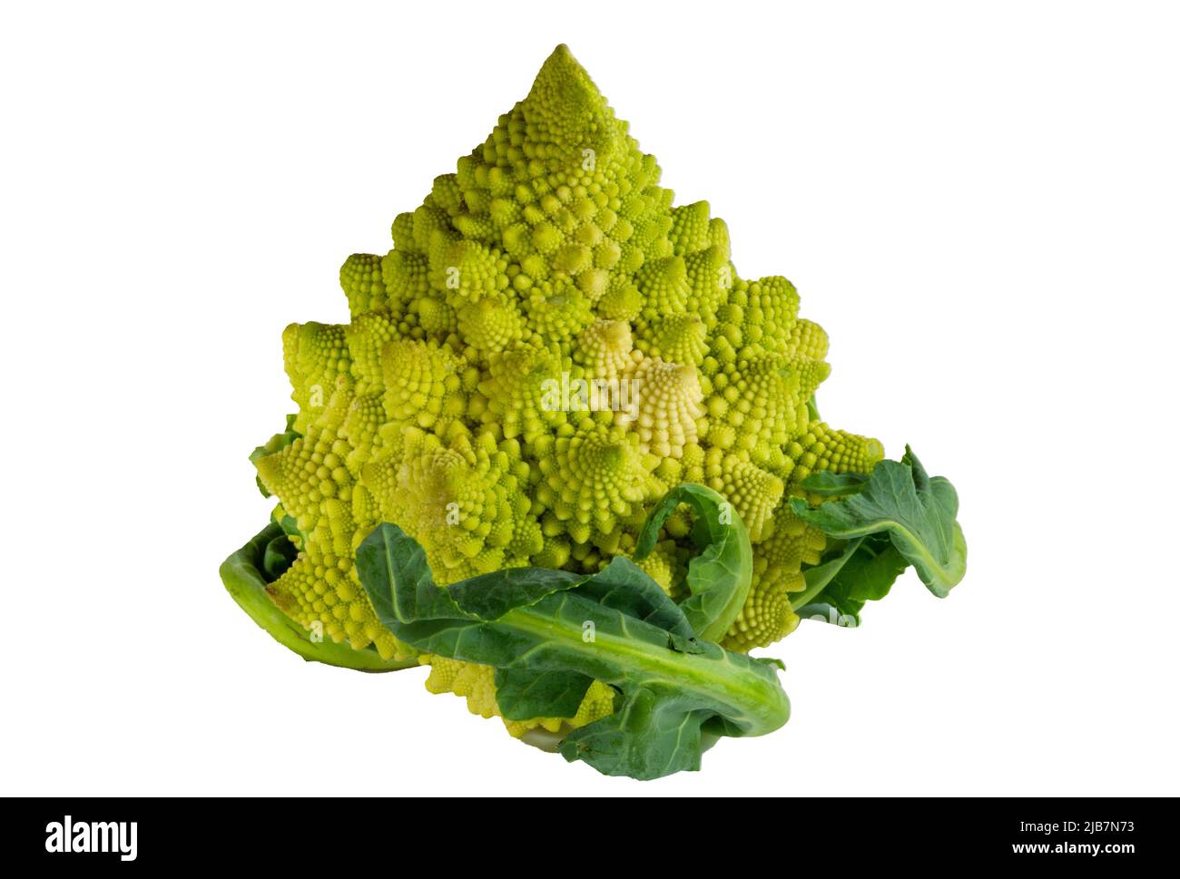 Romanesco isolato cavolfiore broccoli crudo vegetale è isolato e si vede vicino a vortici conici e un modello geometrico in verde chartreuse. Foto Stock