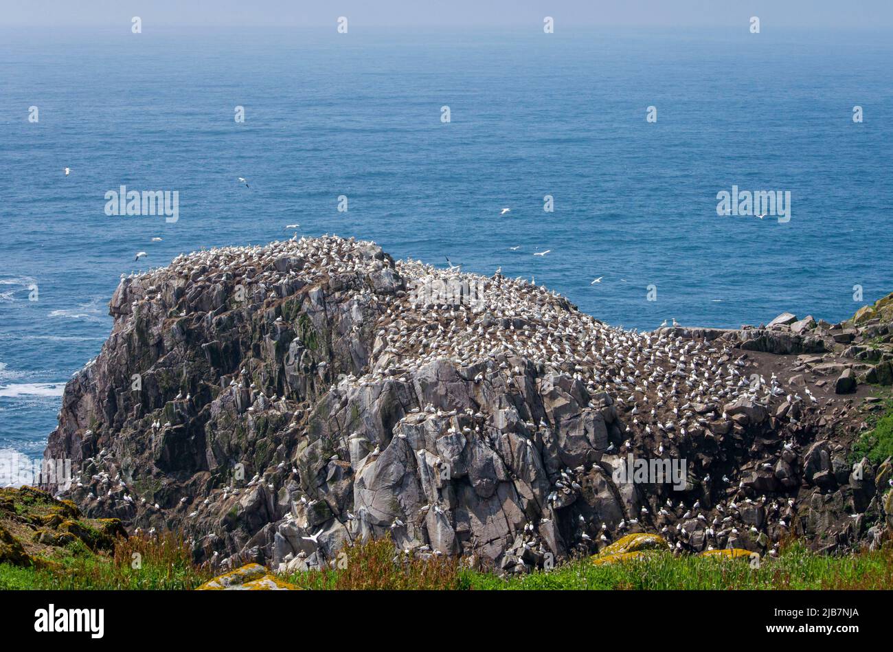 Grande gruppo di uccelli alle isole Saltee di Wexford, Irlanda. Foto Stock