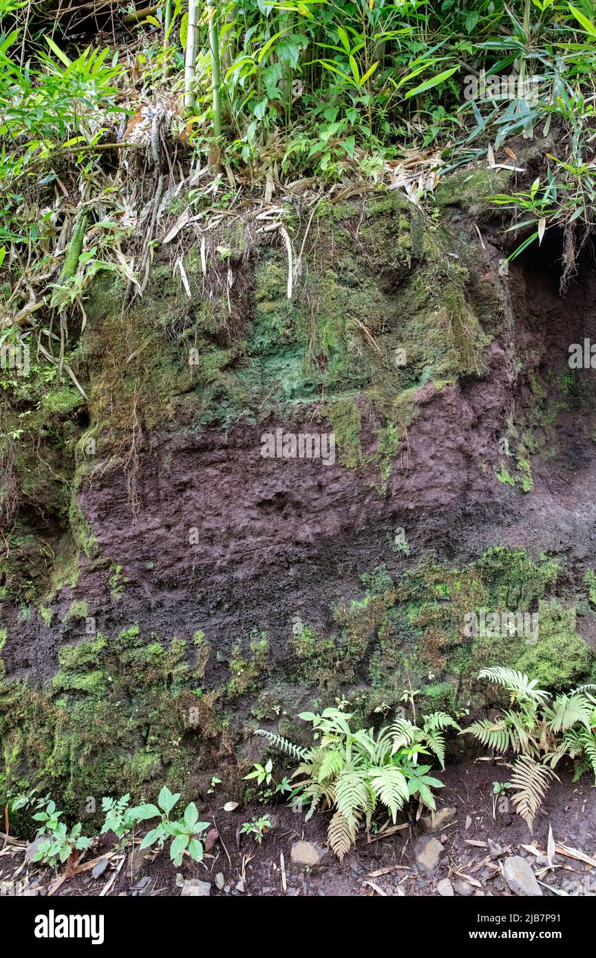 Terreno e roccia esposti lungo il Manoa Falls Trail, Oauh, Hawaii Foto Stock