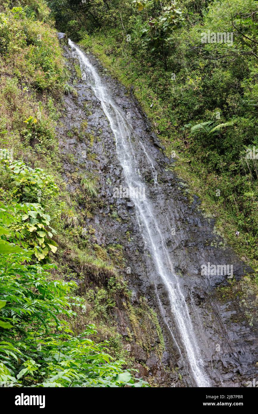 Manoa Falls, Oahu, Hawaii Foto Stock