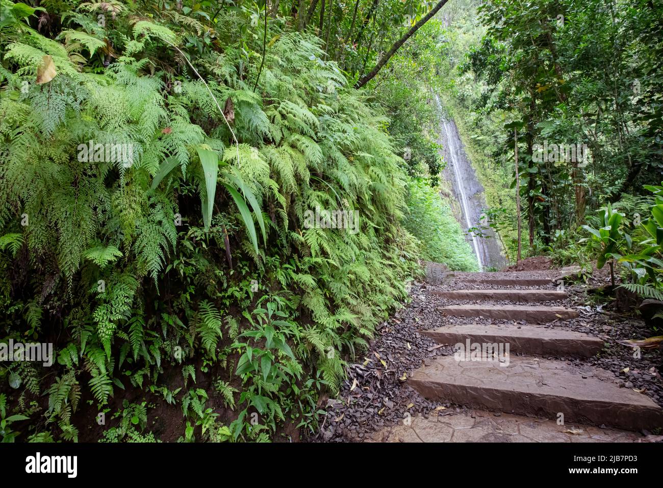 Vegetazione lussureggiante lungo l'escursione delle Cascate Manoa, Oahu, Hawaii Foto Stock