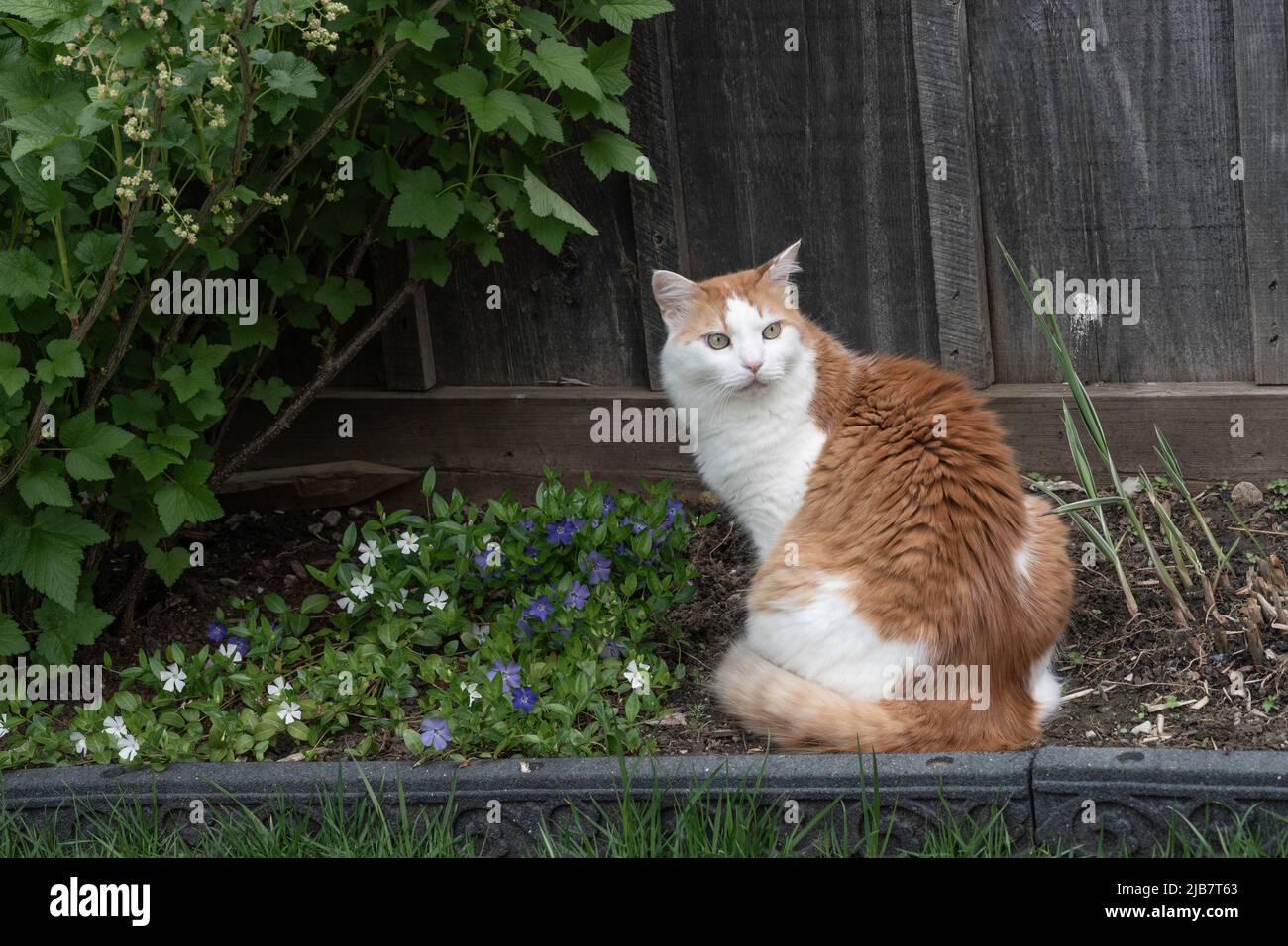 Un bel gatto rosso con macchie bianche si siede su un letto in un giardino tra i fiori Foto Stock