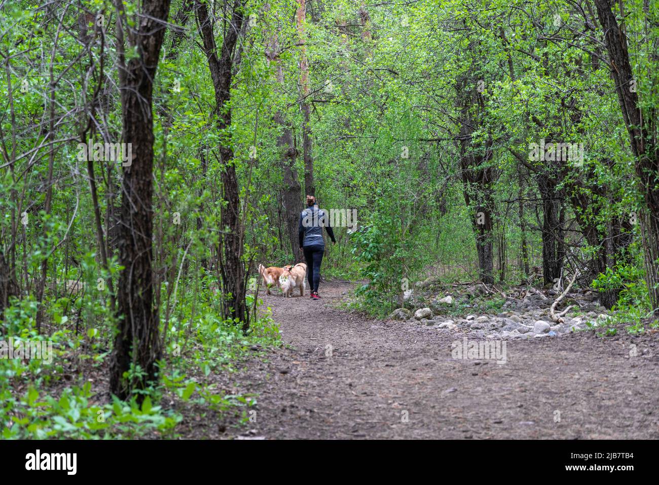 Una ragazza con due cani cammina lungo un sentiero forestale cammina i suoi animali domestici nella foresta Foto Stock