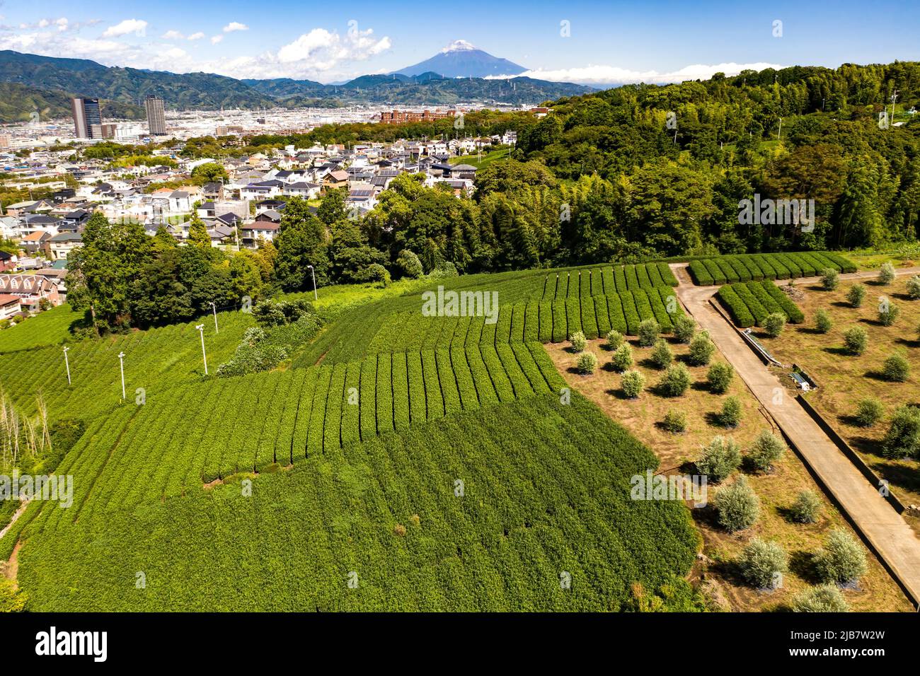 Giardino del tè, Shizuoka, Giappone Foto Stock