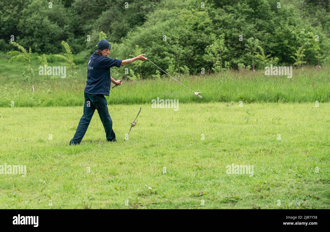 Un merlin (Falco Columbariaus) chiamato Captin 'Jack' Sparrow in volo insegue un'esca oscillata dal suo allenatore al British Bird of Prey Center Foto Stock