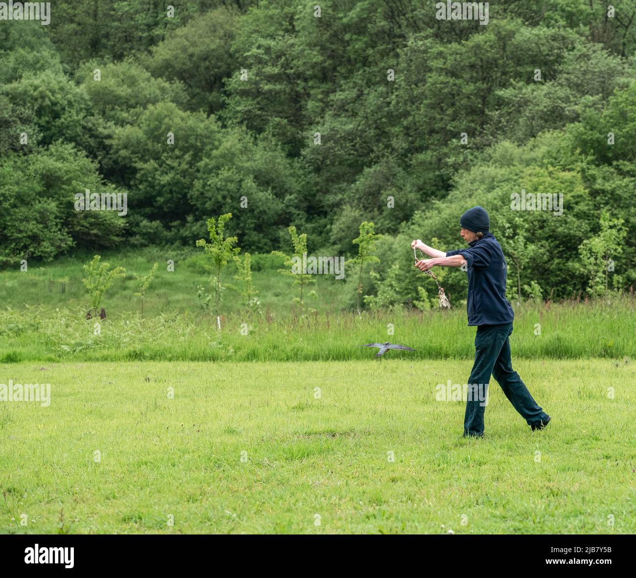 Un merlin (Falco Columbariaus) chiamato Captin 'Jack' Sparrow in volo insegue un'esca oscillata dal suo allenatore al British Bird of Prey Center Foto Stock