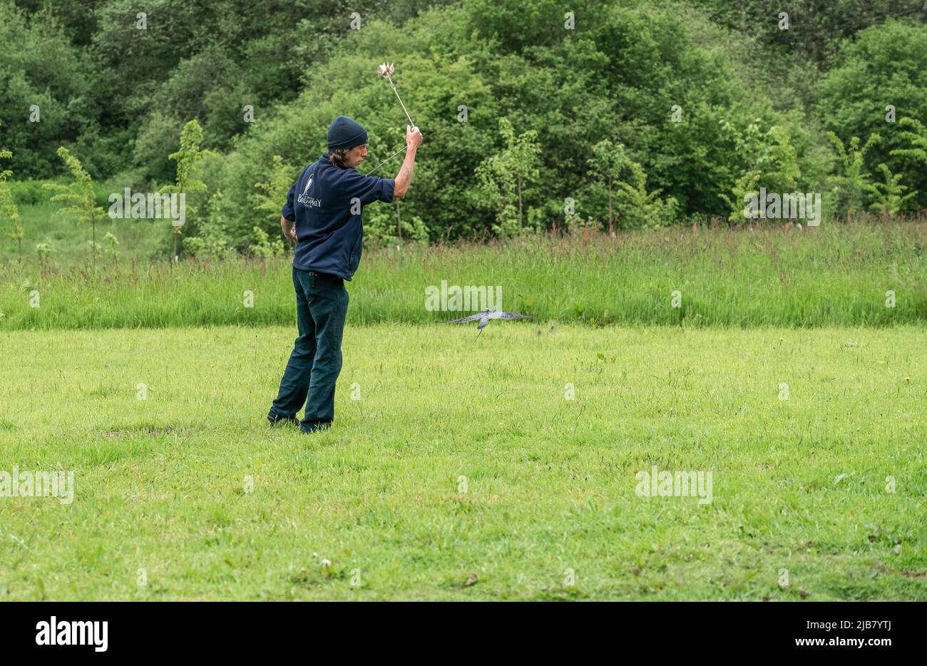 Un merlin (Falco Columbariaus) chiamato Captin 'Jack' Sparrow in volo insegue un'esca oscillata dal suo allenatore al British Bird of Prey Center Foto Stock