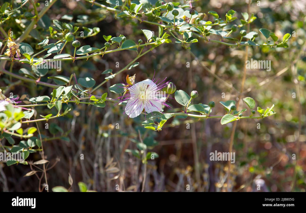 Capperi. Cappero naturale o capparis spinosand fiore in natura. Foto Stock