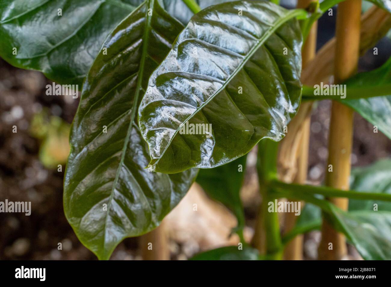 Foglie riflettenti e splendide di una pianta di caffè arabica. Foto Stock