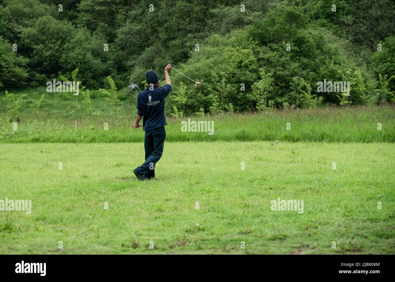 Un merlin (Falco Columbariaus) chiamato Captin 'Jack' Sparrow in volo insegue un'esca oscillata dal suo allenatore al British Bird of Prey Center Foto Stock