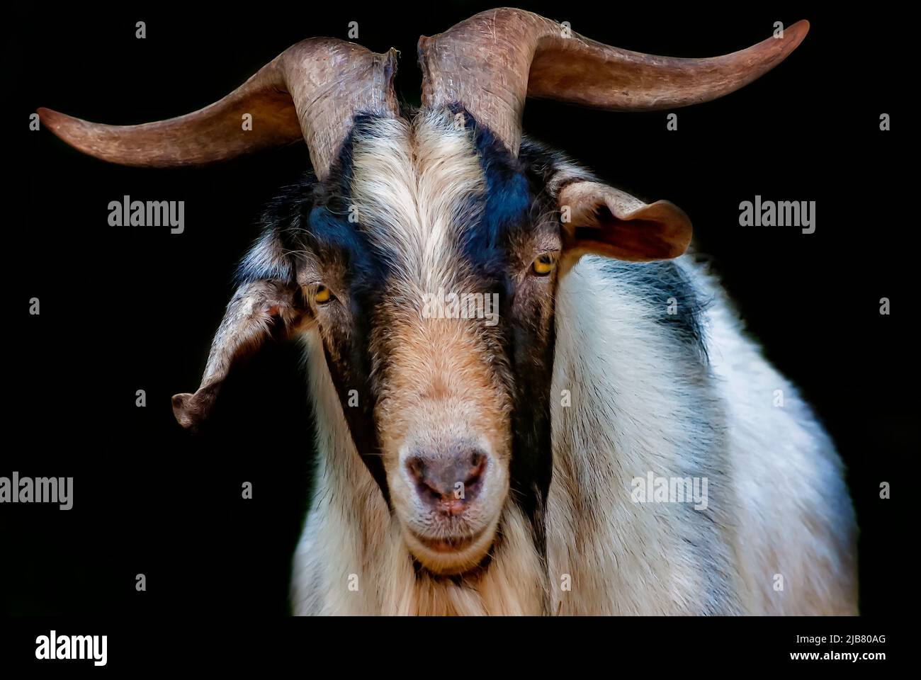 Sir Stankalot, una capra pygmy dell'animale domestico (capra hircus di Capra), è illustrato, 29 marzo 2011, a Mobile, Alabama. Foto Stock