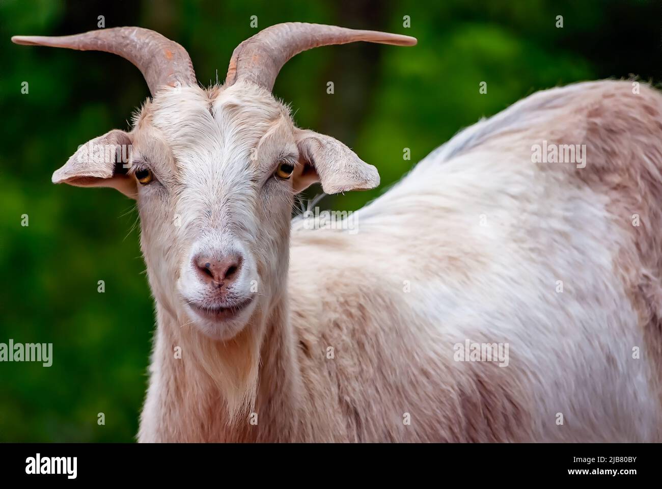 Nilla, una capra pygmy dell'animale domestico (capra hircus di Capra), è illustrato, 29 marzo 2011, in Mobile, Alabama. Foto Stock
