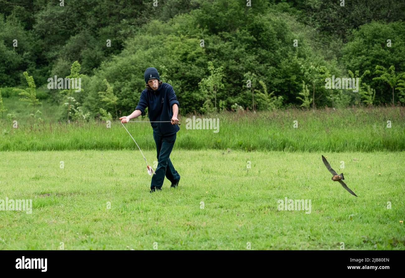 Un merlin (Falco Columbariaus) chiamato Captin 'Jack' Sparrow in volo insegue un'esca oscillata dal suo allenatore al British Bird of Prey Center Foto Stock