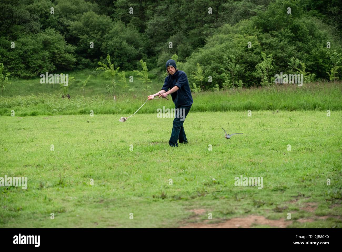 Un merlin (Falco Columbariaus) chiamato Captin 'Jack' Sparrow in volo insegue un'esca oscillata dal suo allenatore al British Bird of Prey Center Foto Stock