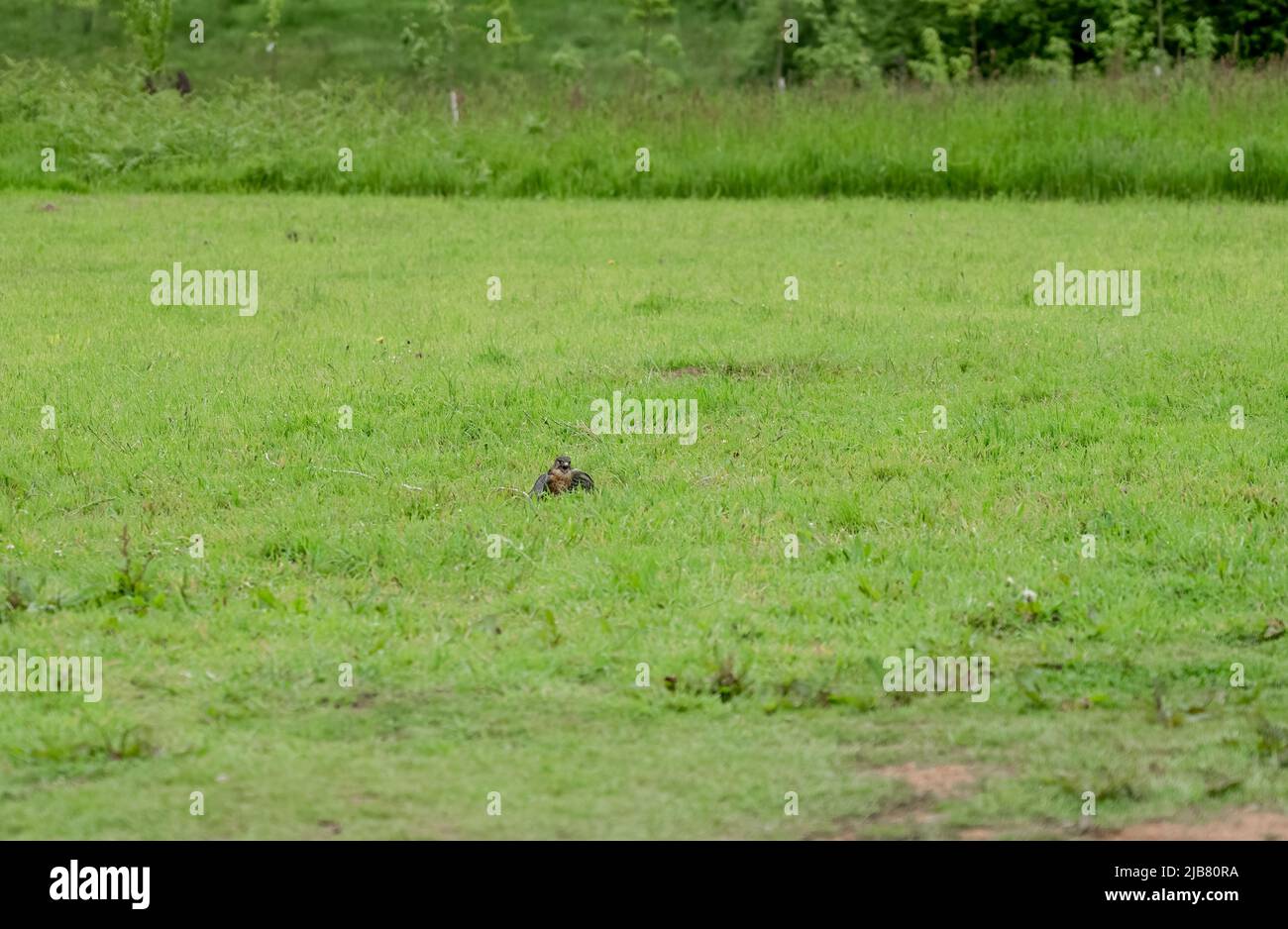 Un merlin (Falco Columbariaus) chiamato Captin 'Jack' Sparrow sull'erba dopo aver catturato un richiamo oscillato dal suo allenatore Foto Stock