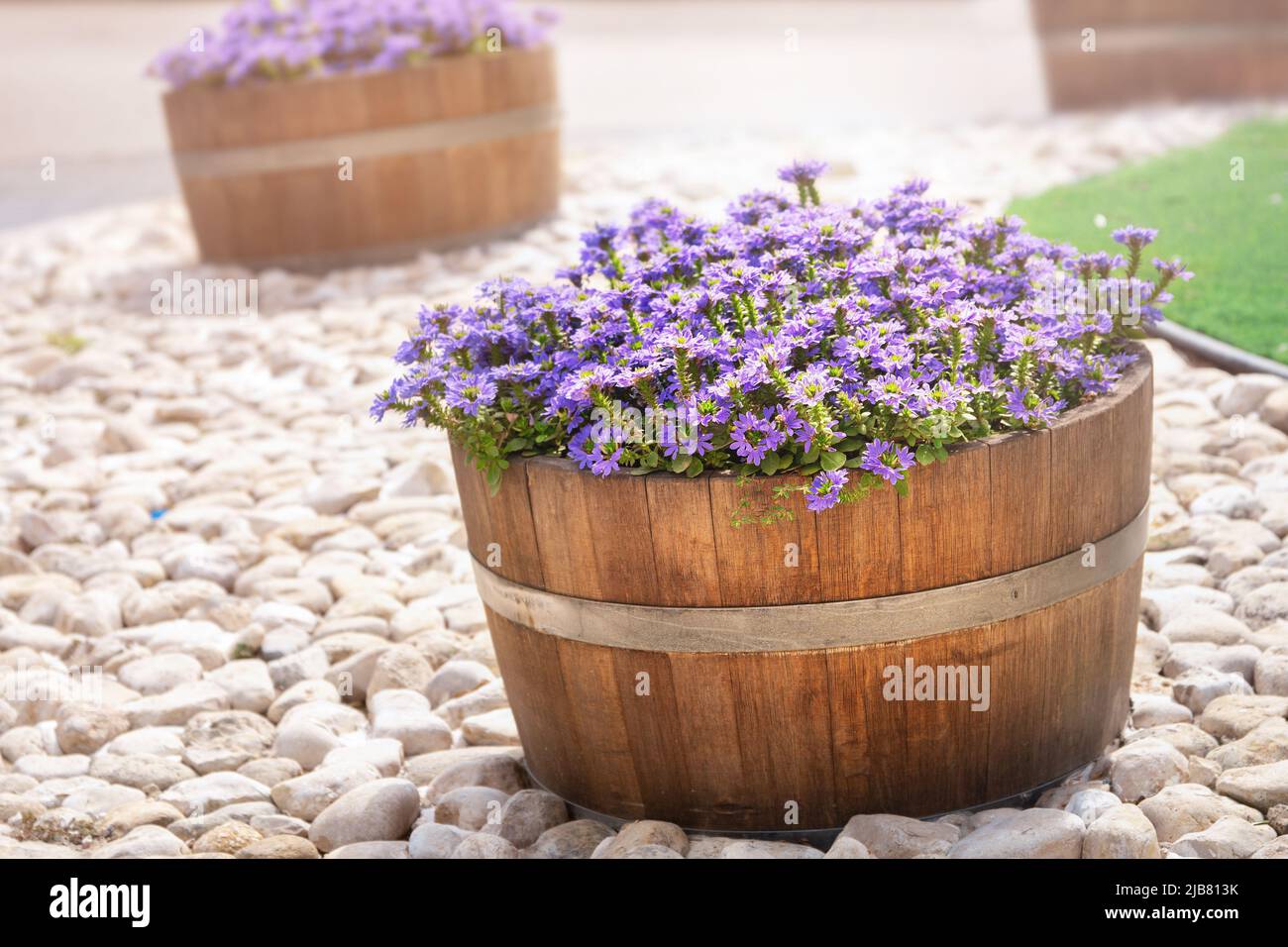 Splendidi fiori viola in botti di legno decorano le strade israeliane Foto Stock
